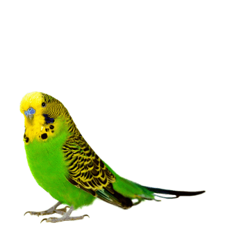 Лечение птиц. Орнитология